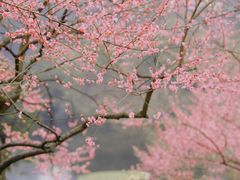 -重庆彩云湖湿地公园