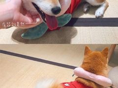 -逗柴咖啡屋·狗咖猫咖宠物桌游