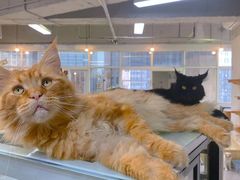 -Heymao猫咖.咖啡厅(东门店)