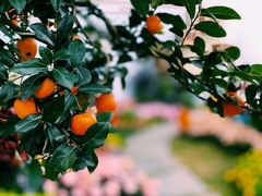 -重庆市江北嘴中央商务区中央公园