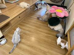 -滚猫咖啡·猫咖·猫友好撸猫(未来城店)
