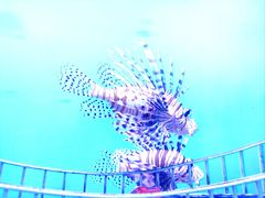 -太平洋海底世界