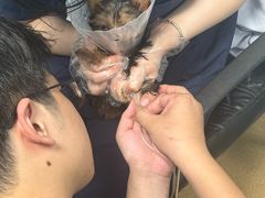 -瑞派·关忠动物医院·猫专科·犬专科(三环新城店)