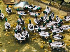 -羚羊峡古栈道森林公园