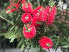 -中国科学院华南植物园