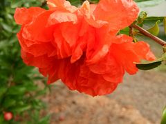 -正宗老杨特色爆米花(四棉店)