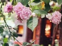 景观位-南瓜花意大利餐厅(高新二路店)