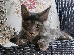-十年猫舍·猫咪专门店(普陀店)