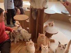 -飞行喵MR PILOT|猫舍·猫咖(静安大融城店)