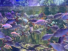 -正佳极地海洋世界