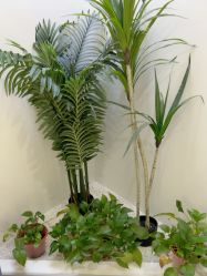 -VE专注问题肌·赛诺龙&科学美肤中心