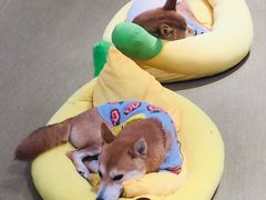 -逗柴咖啡屋·狗咖猫咖宠物桌游