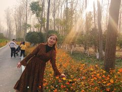 -合肥滨湖国家森林公园