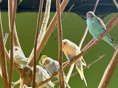 -上海大自然野生昆虫馆(东方明珠·爬宠昆虫探索中心)