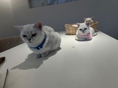 -怪兽屋·羊驼·猫咖·狗咖(俊华广场店)