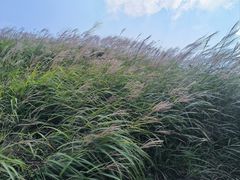 -萍乡武功山风景名胜区