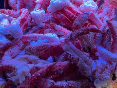 -悉尼塔旋转餐厅