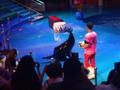 -烟台海昌鲸鲨海洋公园