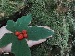 -梧桐山风景名胜区