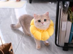 -琪喵猫屋·撸猫猫咖·猫舍