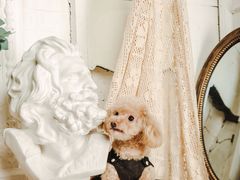 -超宠爱宠物摄影-Super pet