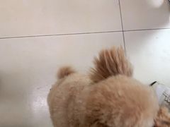 -宠福鑫康馨动物医院·骨科·眼科