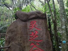 -呀诺达热带雨林