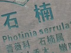 -上海佘山国家森林公园西佘山园