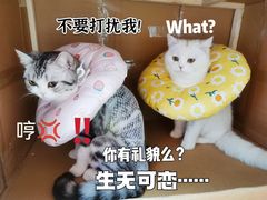 -谐和贝康宠物医院24小时·宠保定点(急重症转诊中心)
