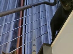 -东方名猫馆·英短金渐层布偶猫舍(环线广场1号楼店)