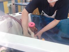 -贝贝宠物乐园(常青花园店)