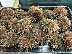海胆-海鲨湾海鲜会馆(百家湖1912店)