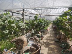 -马陆小张葡萄园农家乐