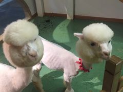 -藦茜花园宠物主题亲子互动体验馆(国顺东路店)