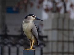 -后襄河公园