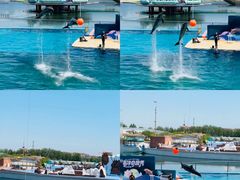 -秦皇岛乐岛海洋王国