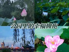 -莲花池公园