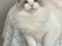 -PETKIT 小佩宠物·低压洗护·美容·寄养(安远店)