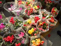 -中环花鸟鱼虫市场