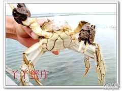 雄蟹-丫丫蟹庄·苏式园林农家乐·阳澄湖大闸蟹(阳澄湖莲花岛店)