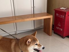-瑞鹏宠物医院·骨科·猫科·内科(第一中心)