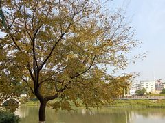 -海珠湖公园