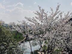 -羊山湖公园