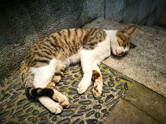 店内小猫-张干馏(保利江上明珠2期店)