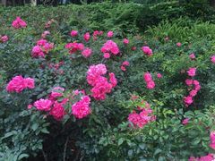 -人民公园(罗湖区)