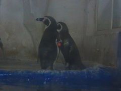 -太平洋海底世界