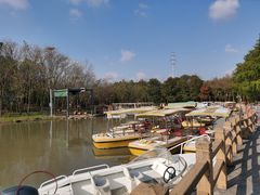 -上海海湾国家森林公园