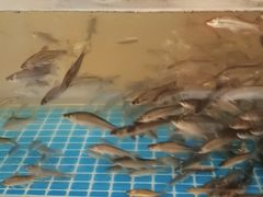 -东湖印象汉寿特色甲鱼钵子菜(渔人码头店)