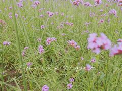 -上海滨江森林公园