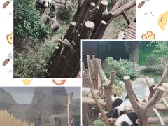 -成都大熊猫繁育研究基地